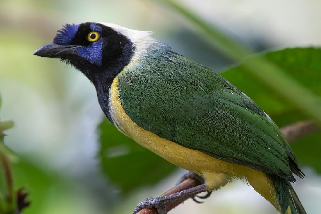 green jay -