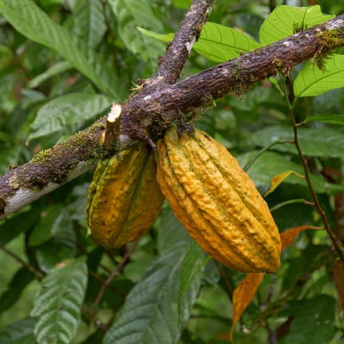 mindo ecuador cacao -