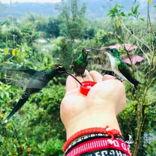 mindo ecuador hummingbirds -