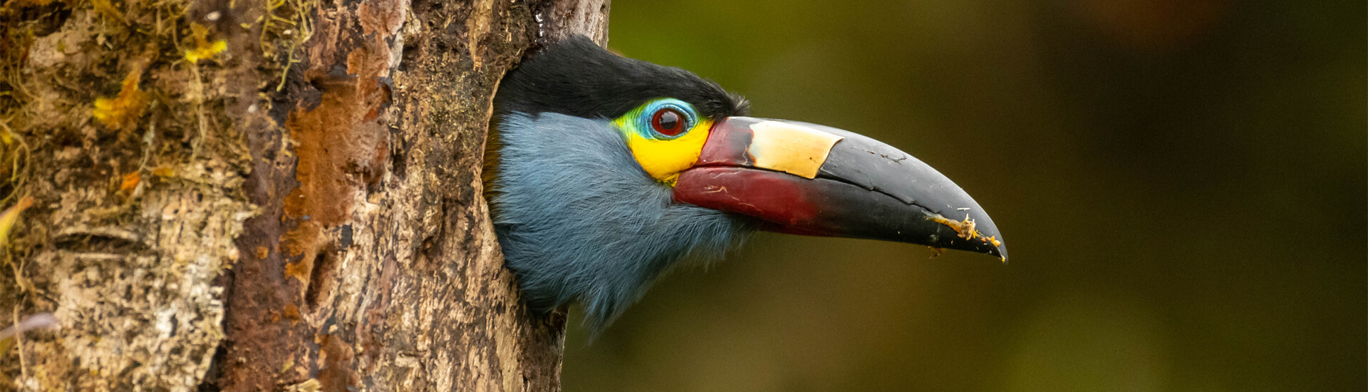 TOUCAN -