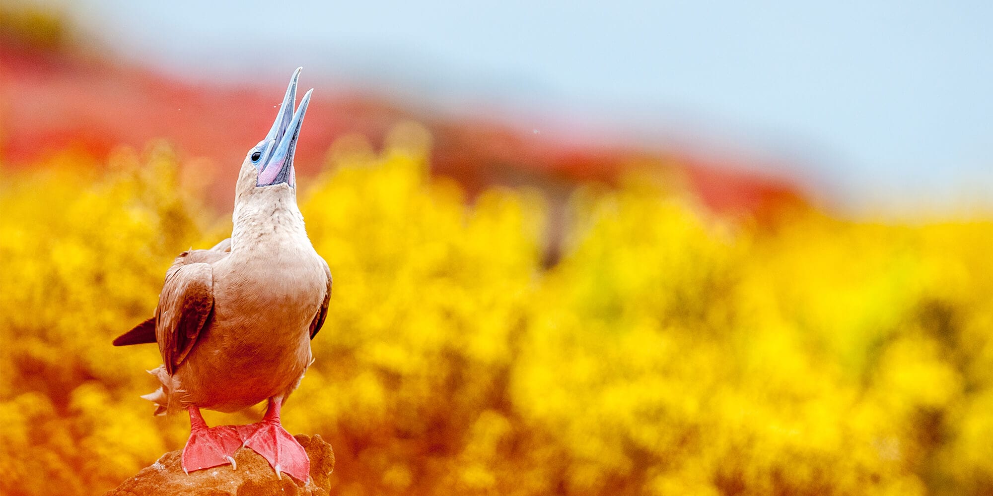 bird galapagos -