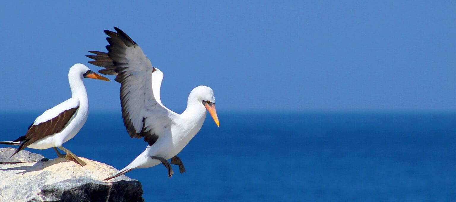 birds galapagos islands family charter -