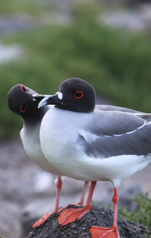 birds galapagos islands -