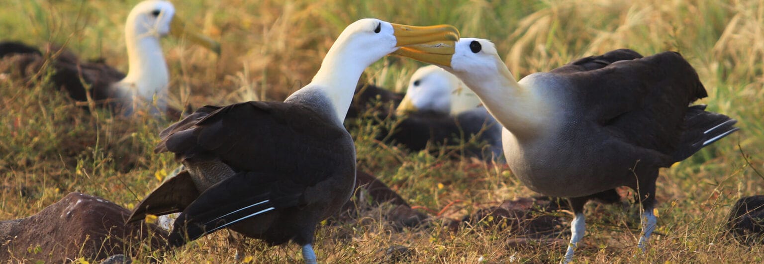 galapagos islands birds family -