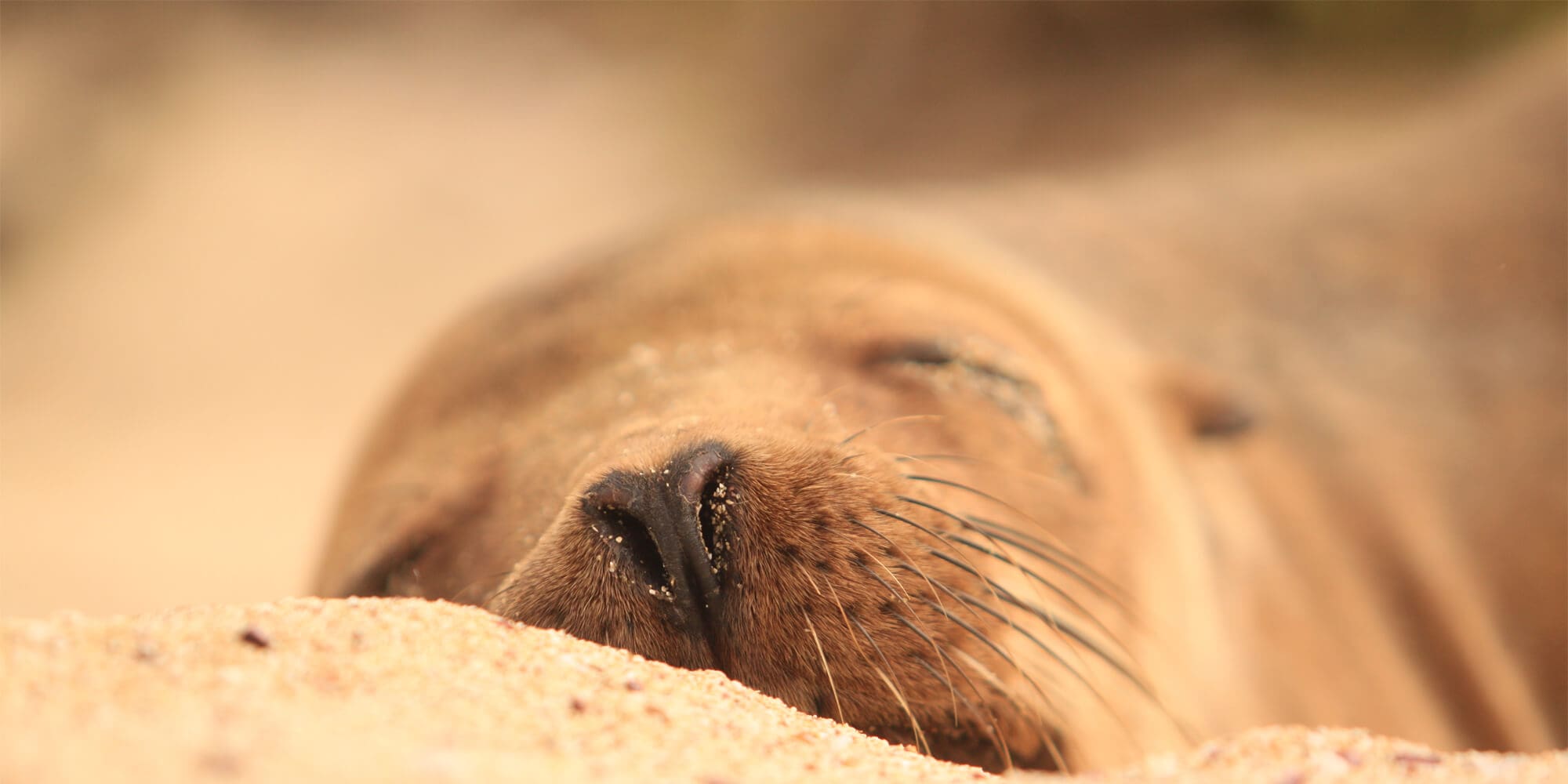 galapagos islands sea lion -