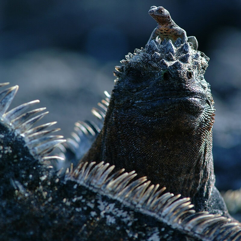 iguana galapagos islands 1 -