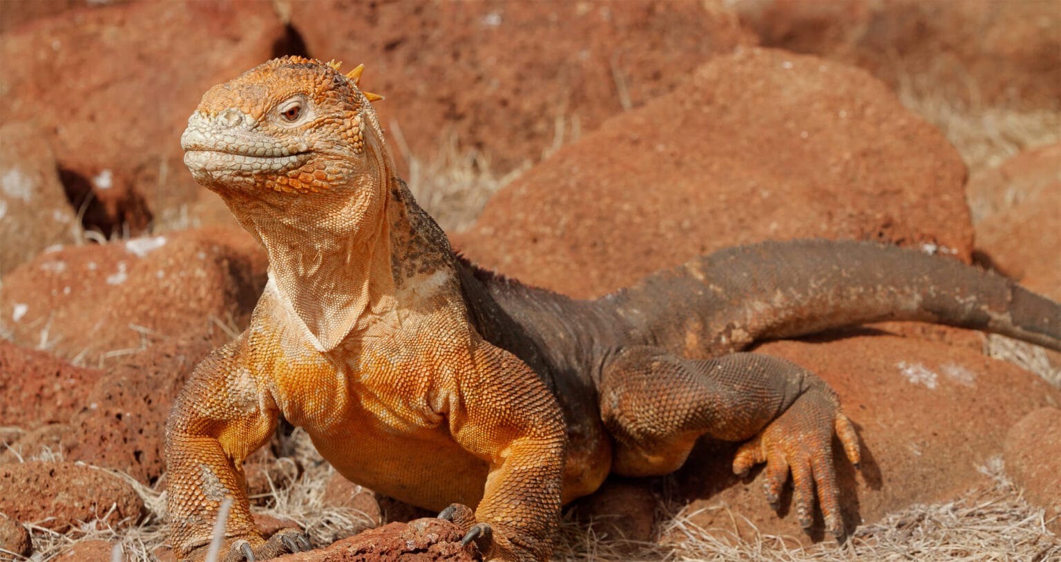 iguana galapagos islands -