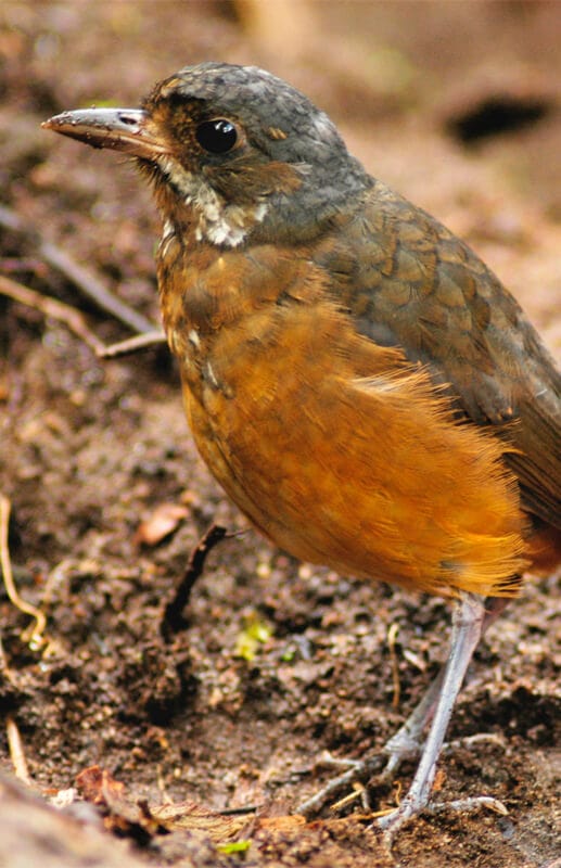 mindo antpitta -