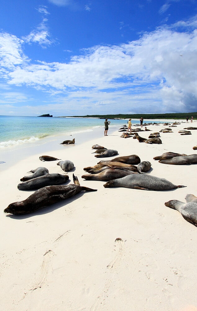 sea lions galapagos -