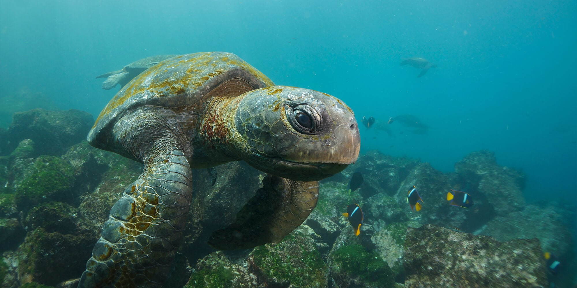 turtle galapagos -